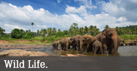 National Parks and Wild Life Sanctuary in Kerala