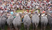 Aanayoottu Elephant Festival