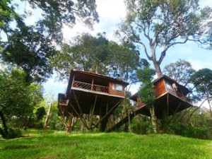 Nature Zone Resort-Tree House