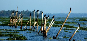 Birds Watching in Kerala