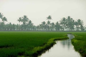 Kuttanad Rice Fields