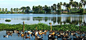 Duck Farming at Kuttanad