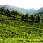 Munnar Tea Plantation