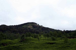 Munnar Hills In Kerala