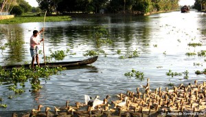 Kerala Duck Farming